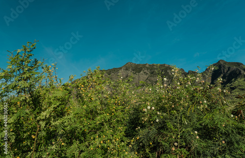 Vachellia farnesiana and Leucaena leucocephala .  Fabaceae / bean family. Mount Kaala Trail / Waianae Valley, Oahu, Hawaii. 