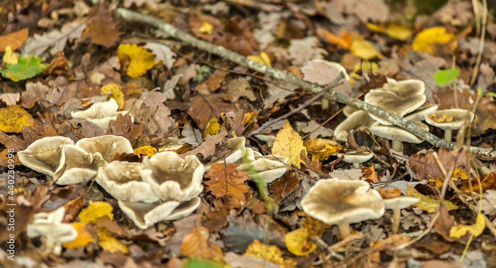 Champignons et feuilles mortes à Rignat, Ain, France Champignons et feuilles mortes à Rignat, Ain, France