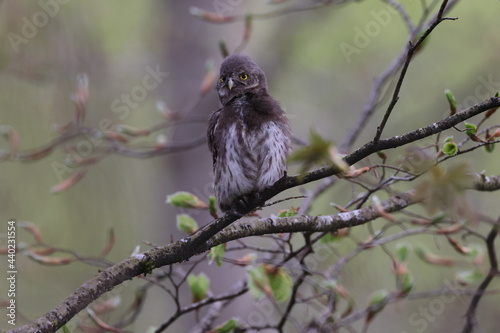 Eurasian pygmy owl (Glaucidium passerinum) Swabian Jura Germany photo