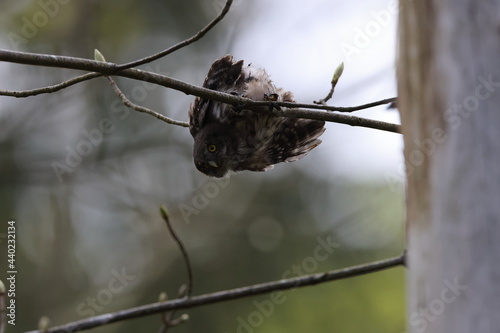 Eurasian pygmy owl (Glaucidium passerinum) Swabian Jura Germany photo