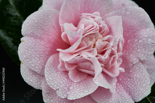 Vigorous and fast growing, Camellia sasanqua 'Plantation Pink' is an upright evergreen shrub with masses of large, sweetly scented single to semi-double, soft pink flowers with a wonderful boss of gol
