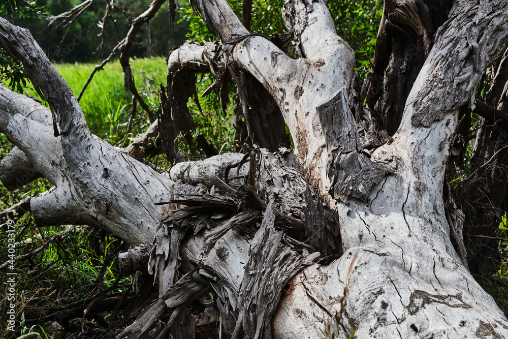 Assorted Tree Barks Of Australian Native Tree's