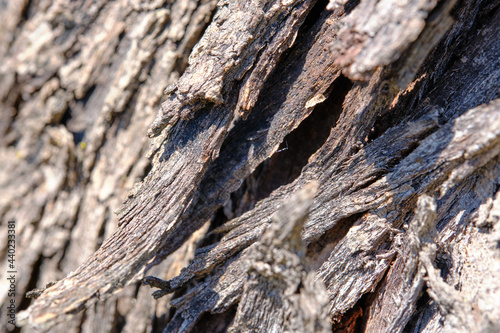 Assorted Tree Barks Of Australian Native Tree's