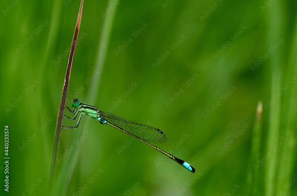 close up of a dragonfly on the grass stem close up of a dragonfly on the grass stem