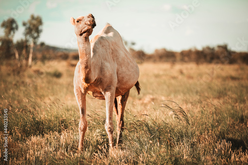 Feral camel