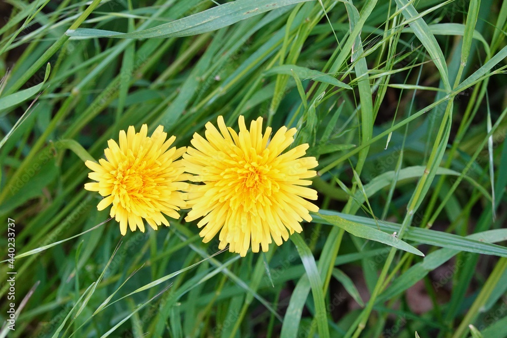 Obraz premium Gewöhnliches Ferkelkraut - Hypochaeris radicata