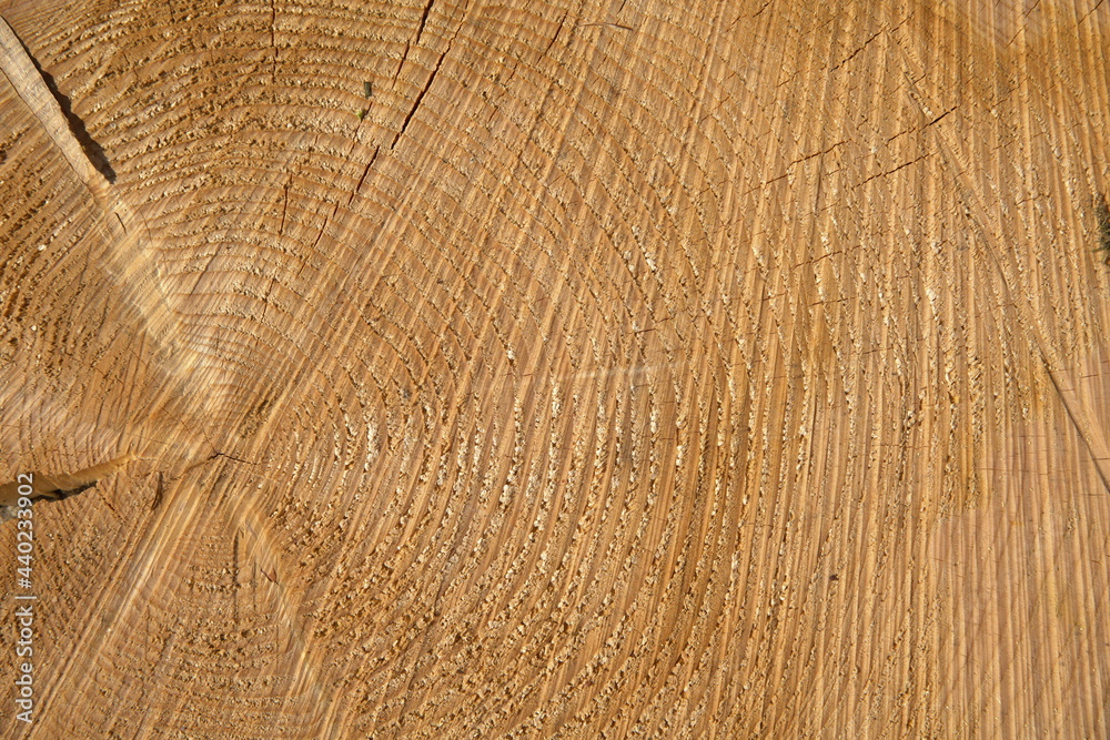wood texture. Old spruce cut wood texture. Old spruce cut