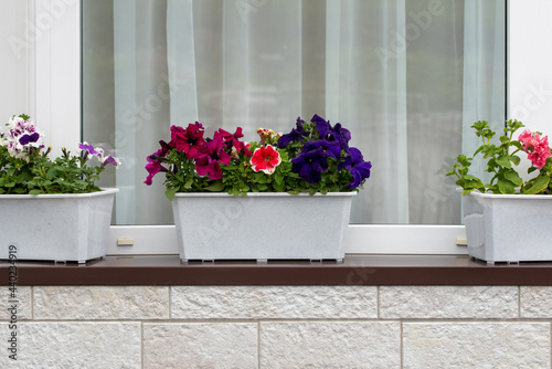 Flowers on windowsill