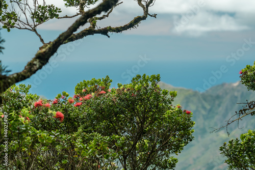 Metrosideros tremuloides. family Myrtaceae. Waianae Range , Mount Kaala Trail , Oahu, Hawaii. Kaʻala or Mount Kaʻala is the highest mountain on the island of Oahu, It is a part of the Waianae Range,	 photo