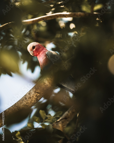 Galah