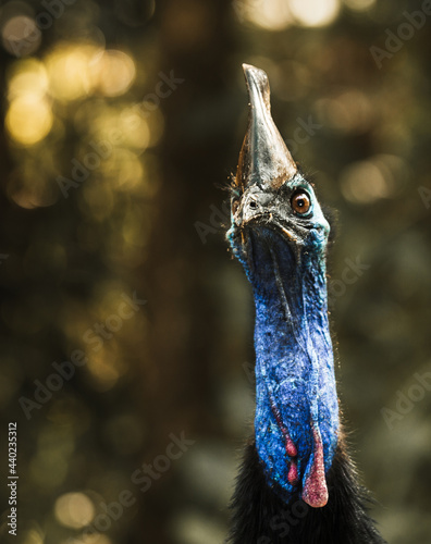 Cassowary