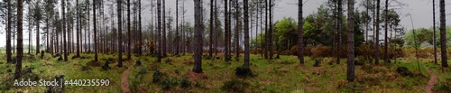Wide panoramic forest, deep and full of contrast and colour. 