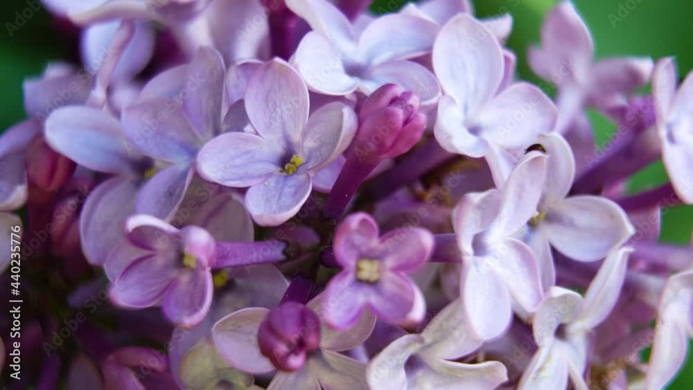 Branch with lilac spring flowers. There are large lilac flowers on a branch of a lilac tree. Spring nature. Branch with lilac spring flowers. There are large lilac flowers on a branch of a lilac tree. Spring nature.