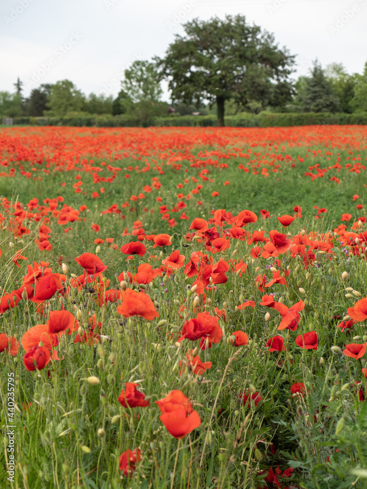 Meadow with Lots of Red Tulip Flowers in Spring Meadow with Lots of Red Tulip Flowers in Spring