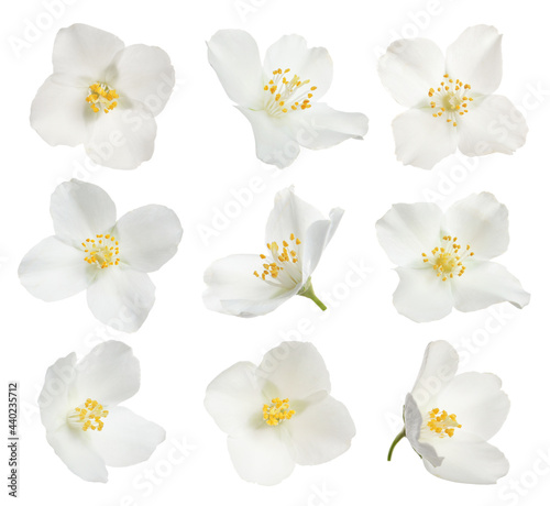 Photography Set with beautiful tender jasmine flowers on white background