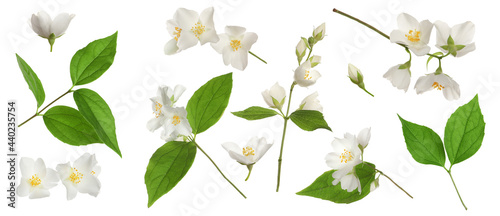 Set with beautiful tender jasmine flowers and green leaves on white background. Banner design