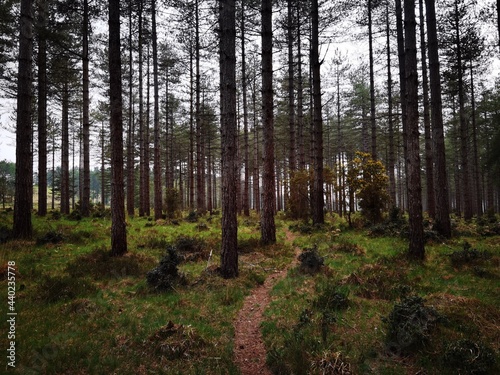 A forest in the UK, spooky yet fresh and inviting.