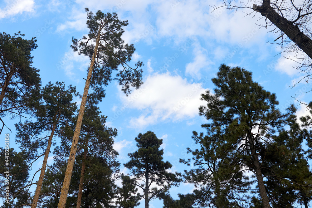 tops of pine trees against a blue sky with clouds tops of pine trees against a blue sky with clouds