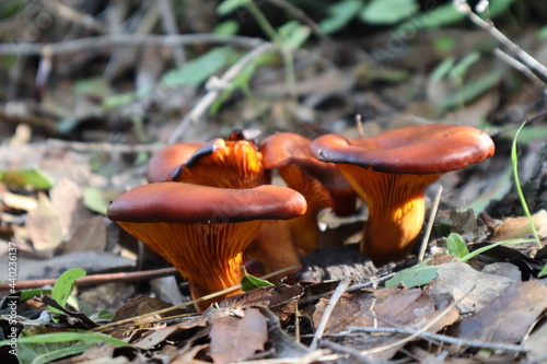 orange mushrooms in the forest