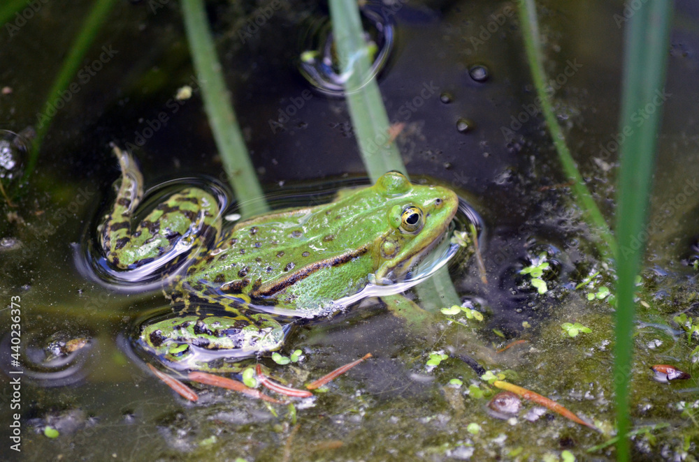 Frosch im Wasser wartet Frosch im Wasser wartet