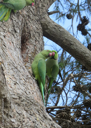 parrots on tree