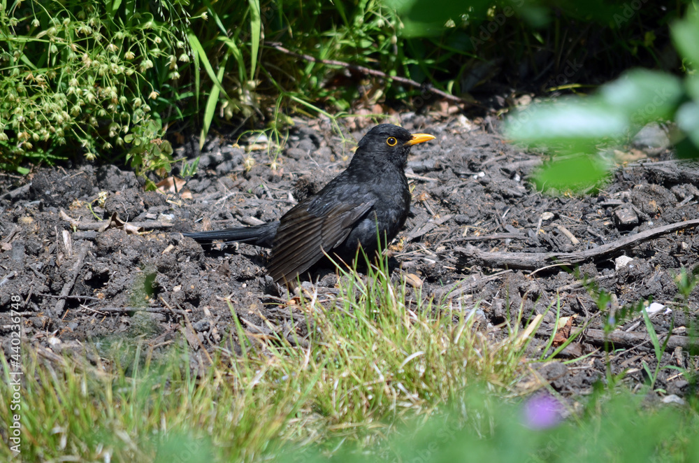 Obraz premium Vogel beschützt Nest am Boden