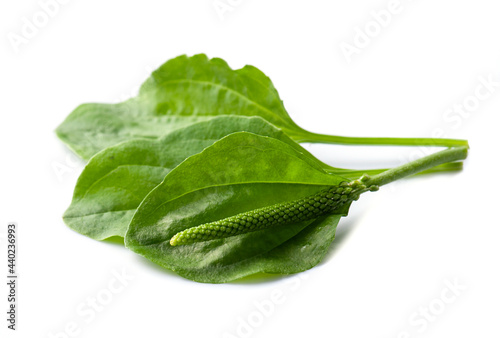 Psyllium.Plantain leaves and seeds on white backgrounds. photo