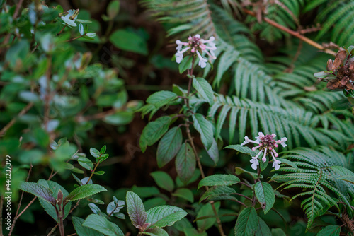 Phyllostegia grandiflora. Phyllostegia is a genus of flowering plant in the mint family  Lamiaceae. Waianae Range   Mount Kaala Trail   Oahu  Hawaii