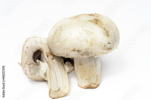 Agaricus bisporus (Chompignon ) mushrooms isolated on a white background