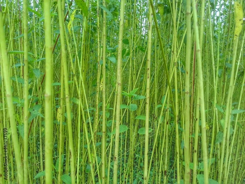 Closeup image of green jute garden. Jute agriculture in Assam, India