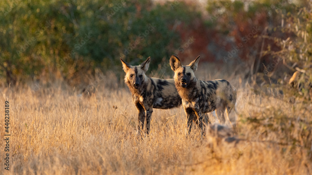Two wild dogs in the early morning light Two wild dogs in the early morning light