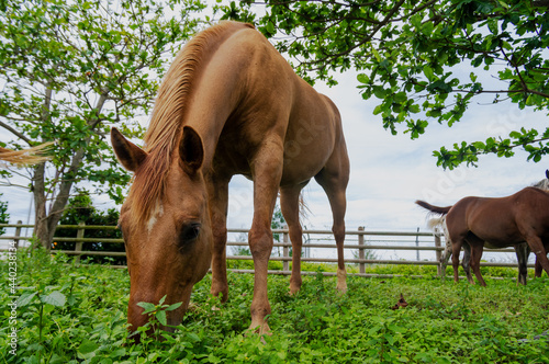 放牧中の草を食べる馬 photo