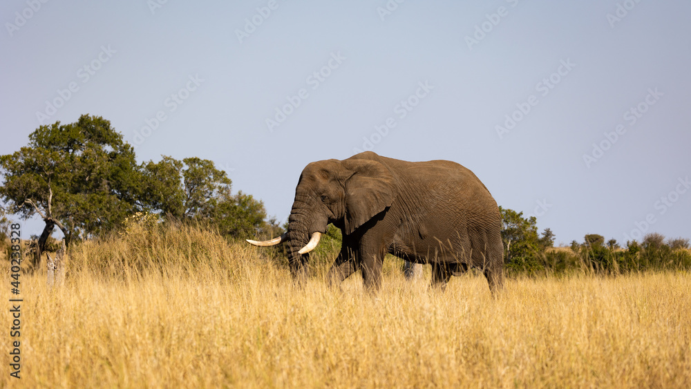 Big african elephant in the wild Big african elephant in the wild