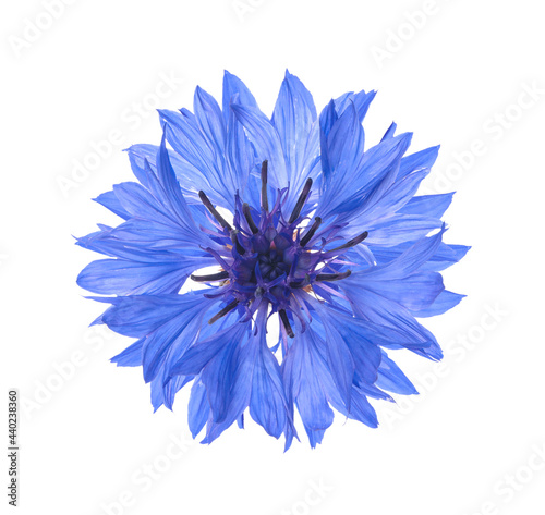 Beautiful tender blue cornflower isolated on white © New Africa
