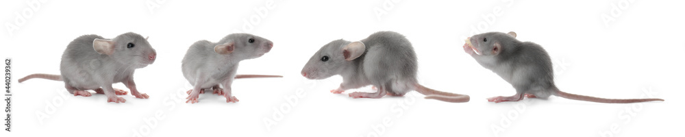 Set of cute little rats on white background. Banner design Set of cute little rats on white background. Banner design