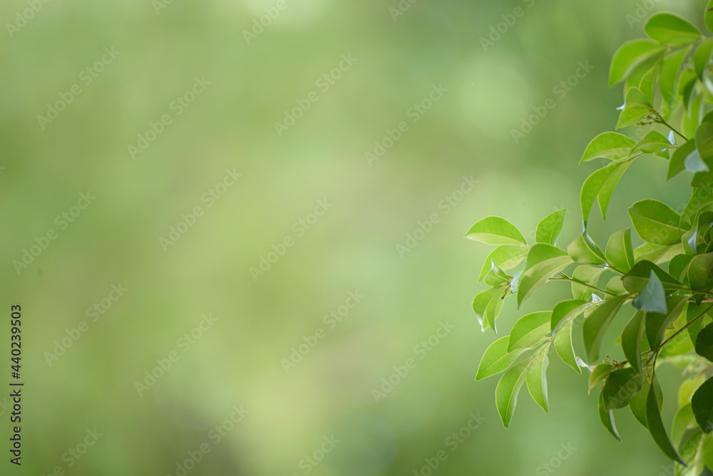 Obraz premium Green leaf for nature on blurred background,