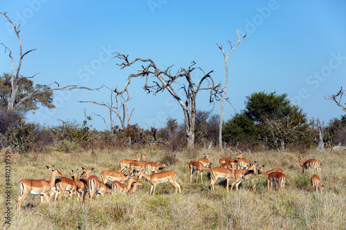 Herd of female Impala antelope - Savuti region of Botswana