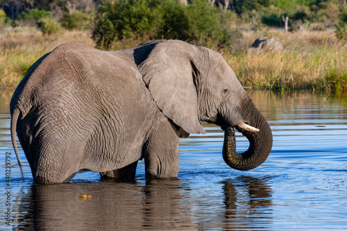 African Elephant - Savuti region of Botswana