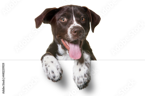 Cute Puppy with paws over white sign. Catahoula Lab Mix Dog