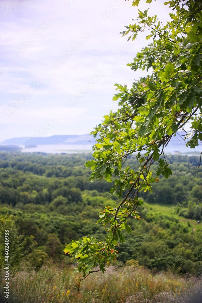 landscape with trees and mountains