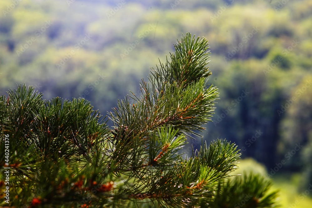 branches of a pine
