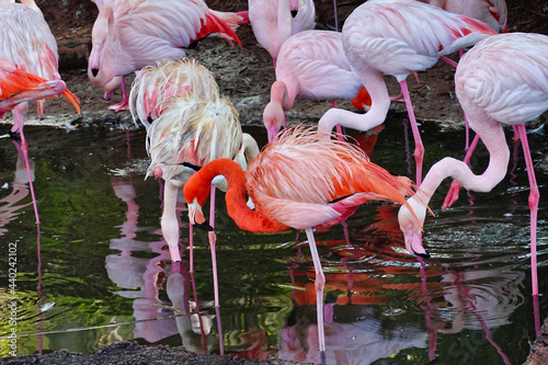 Flamingos standing in water photo