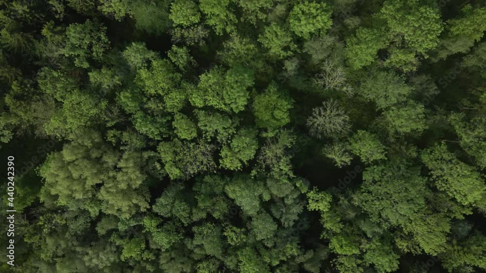 Drone Shot Descending On Trees Drone Shot Descending On Trees
