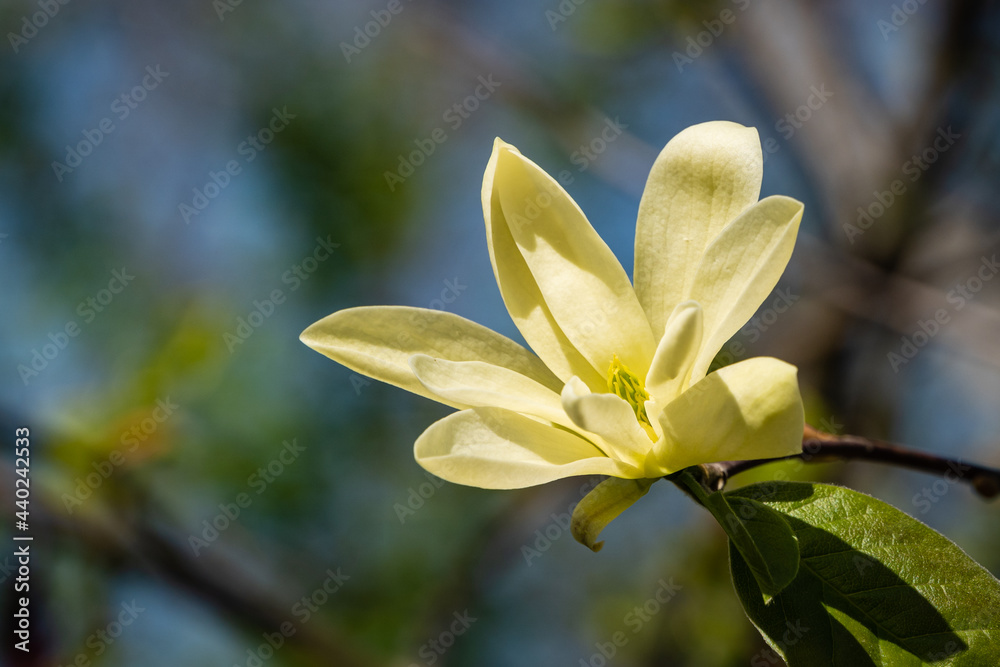 Fototapeta premium Beautifully flowering magnolia bush with large yellow flowers on spreading branches. Close-up. Large petals of flowers against blurred background of greenery and blue veneer sky. Selective focus.