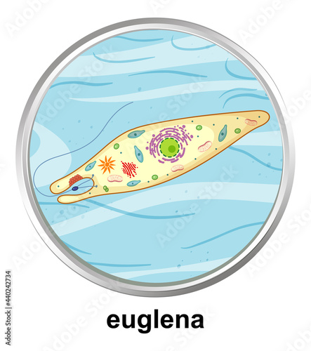 Anatomy structure of Euglena on white background