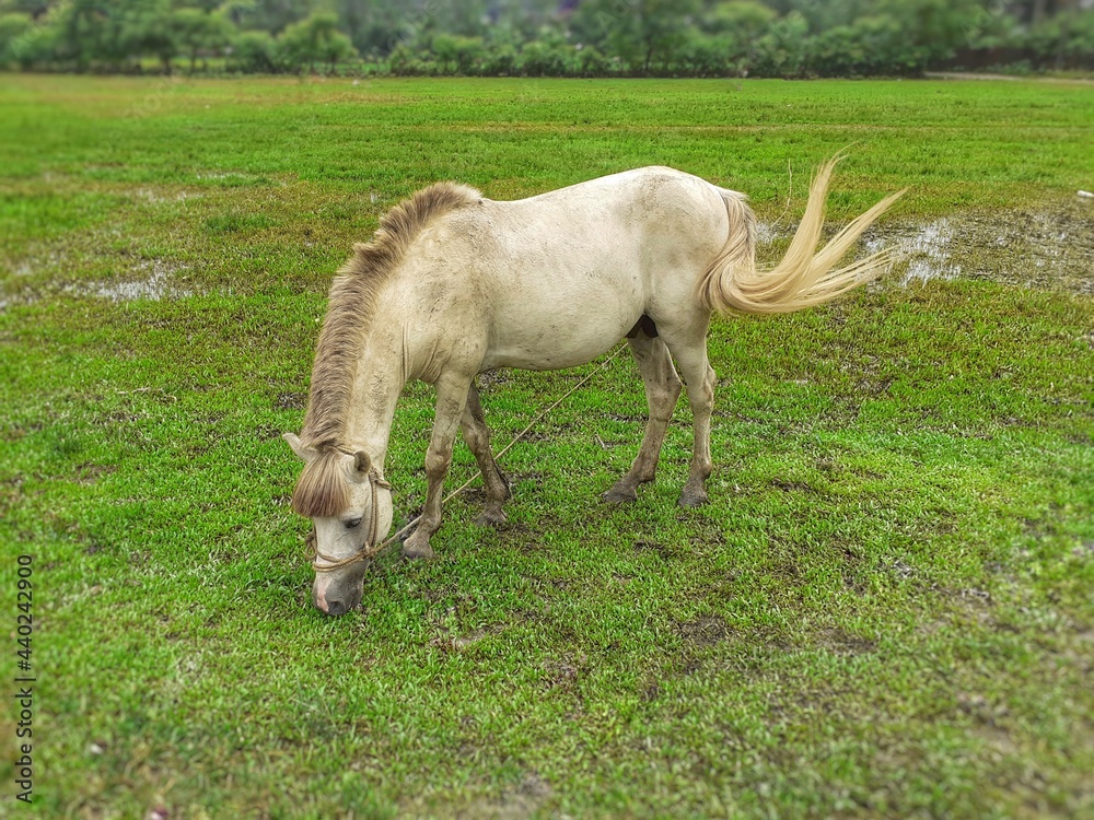 White horse eating green grass in the field White horse eating green grass in the field