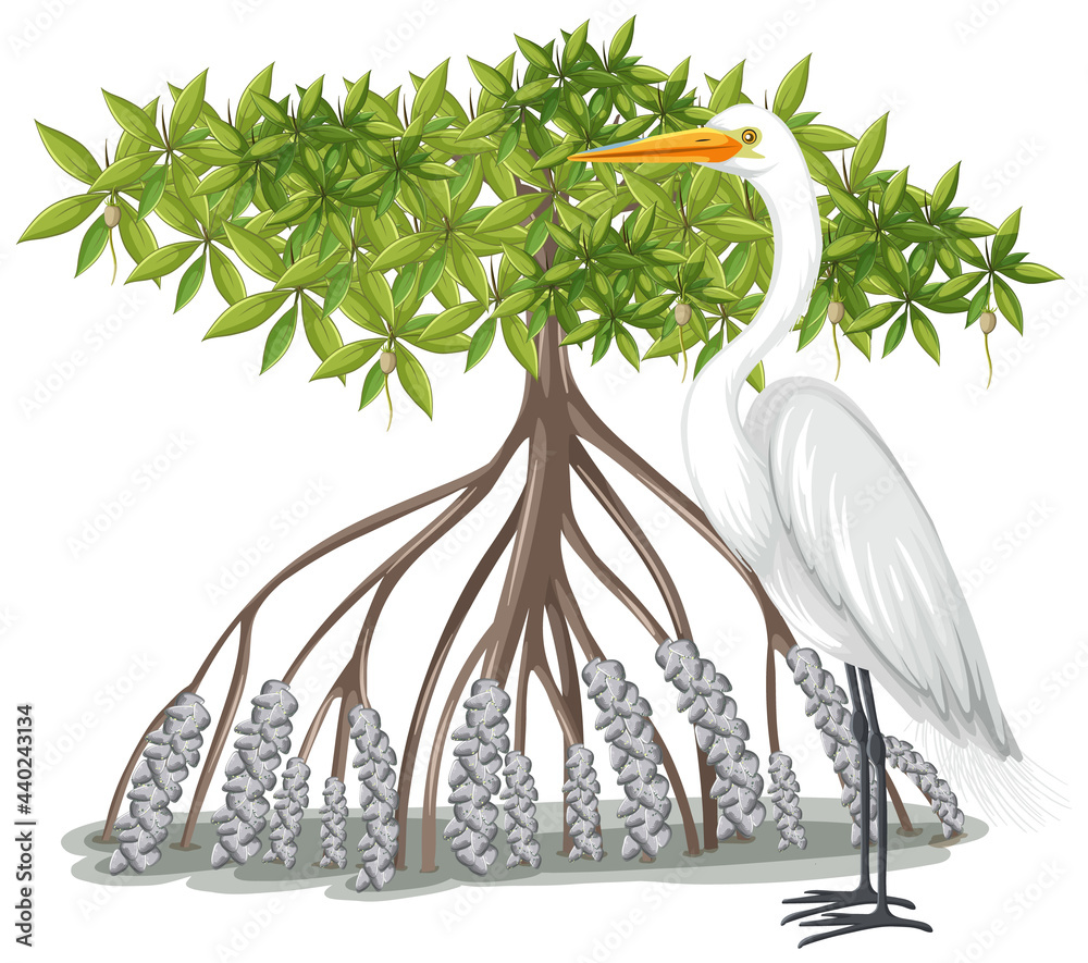 Great Egret With Mangrove Tree In Cartoon Style On White Background Stock ベクター Adobe Stock Great Egret With Mangrove Tree In Cartoon Style On White Background Stock ベクター Adobe Stock