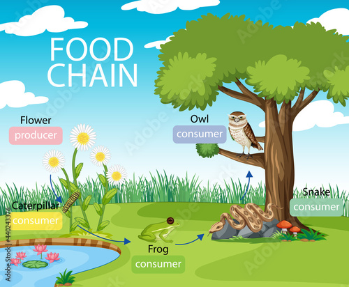 Food chain diagram concept on forest background