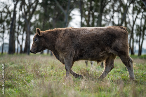 Angus and Murray Grey Cows grazing on green grass. photo