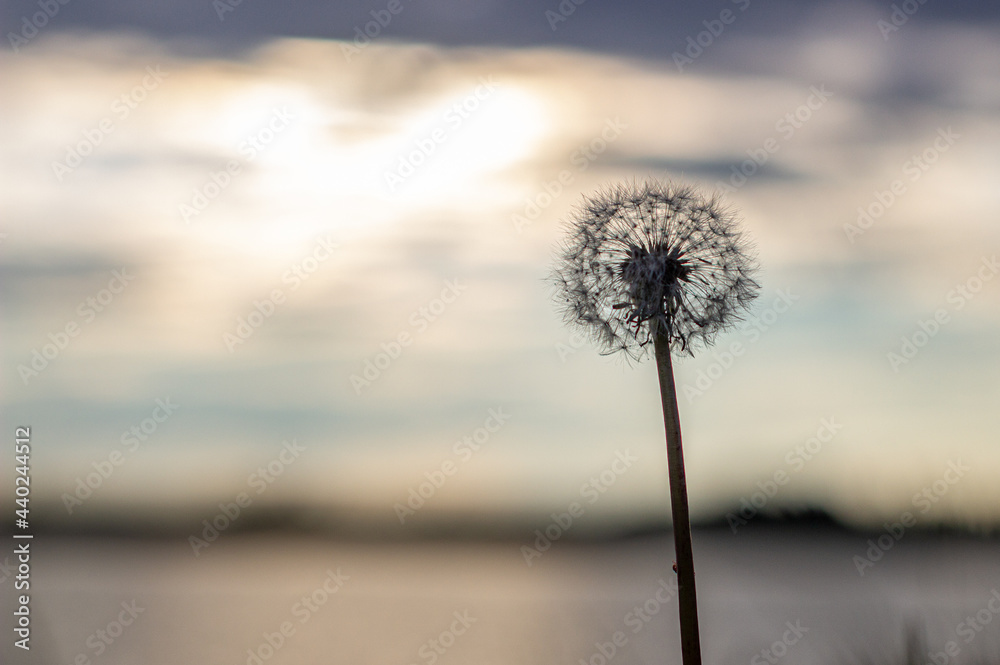 Dandelion at orange sunset. Fluffy dandelion against sunset front sun close up, blurred background. Ikebana of dried Dandelion flowers